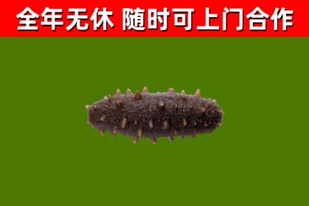 拜城回收海参干